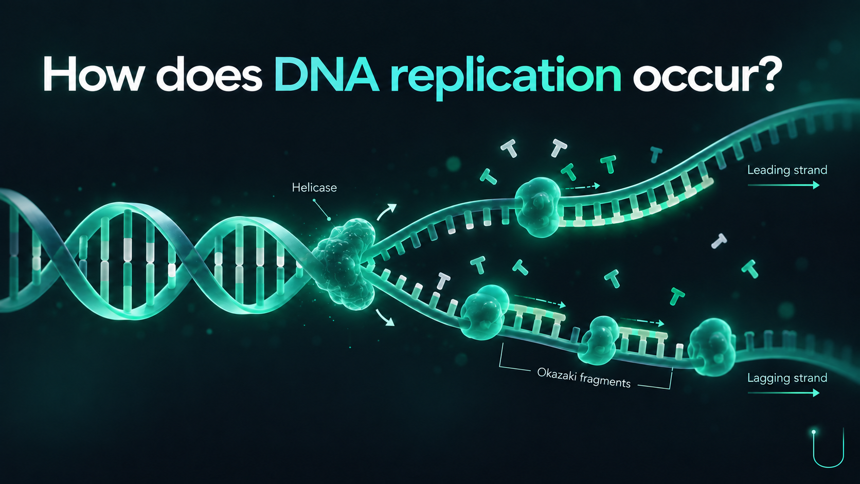 3D animation showing how DNA replication occurs, including DNA strand separation and the formation of new DNA strands.